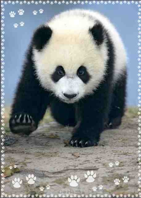 Prentbriefkaart blanco