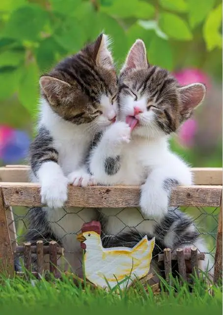 Prentbriefkaart blanco